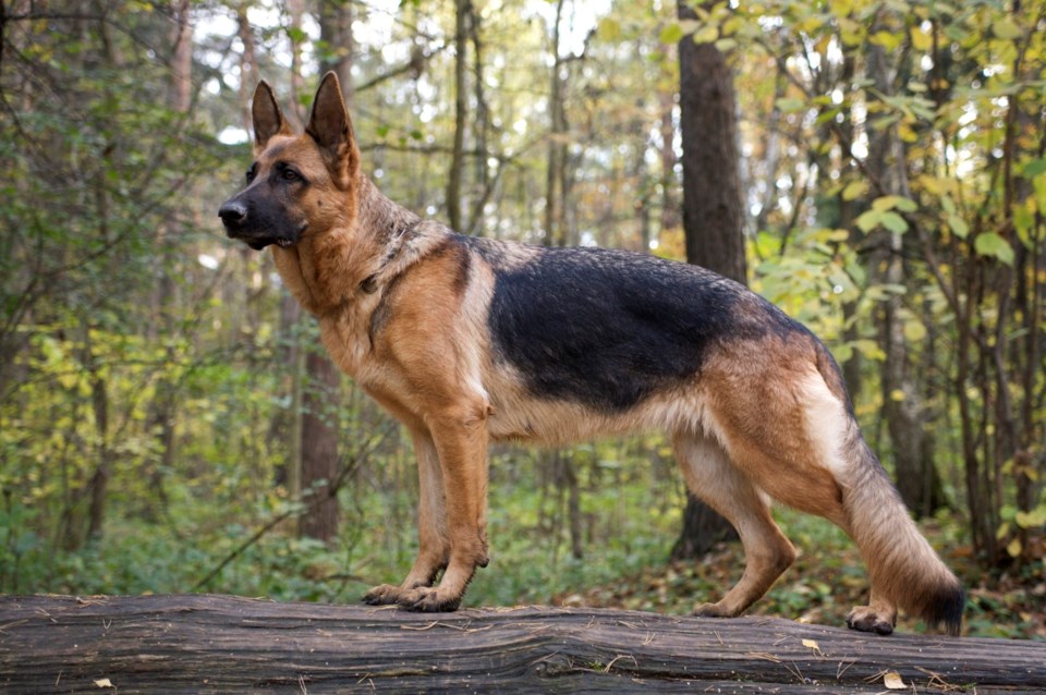 germanshepherd1122