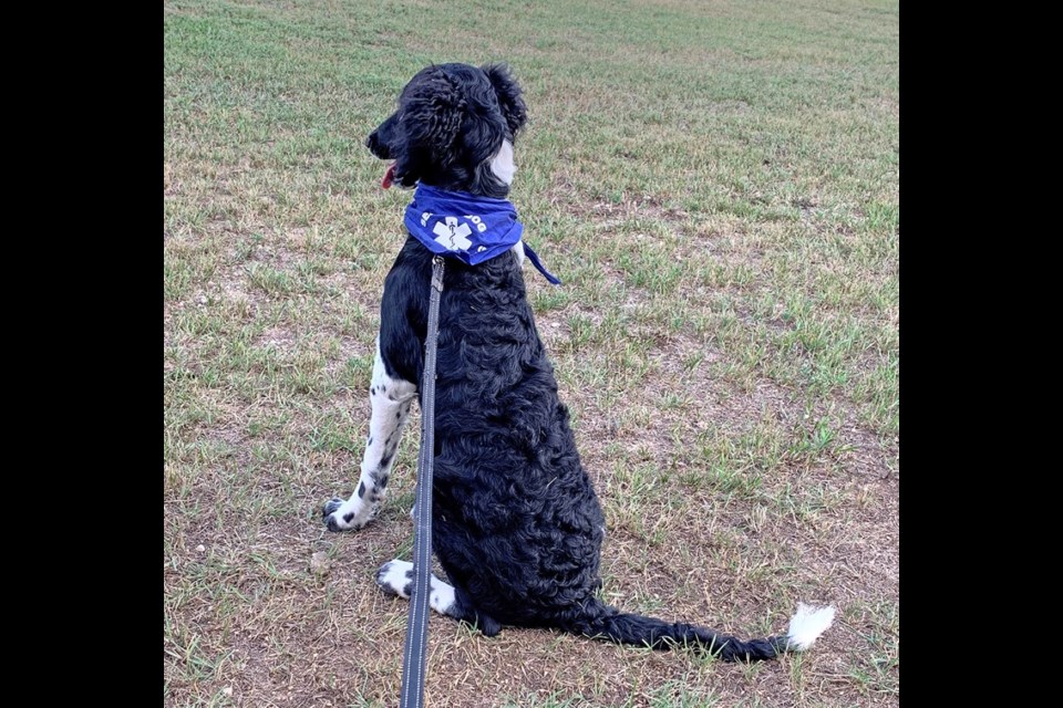 Retired RCMP officer Gertrude Maxell has one trained service dog and two puppies in training. Joey awaits instruction.