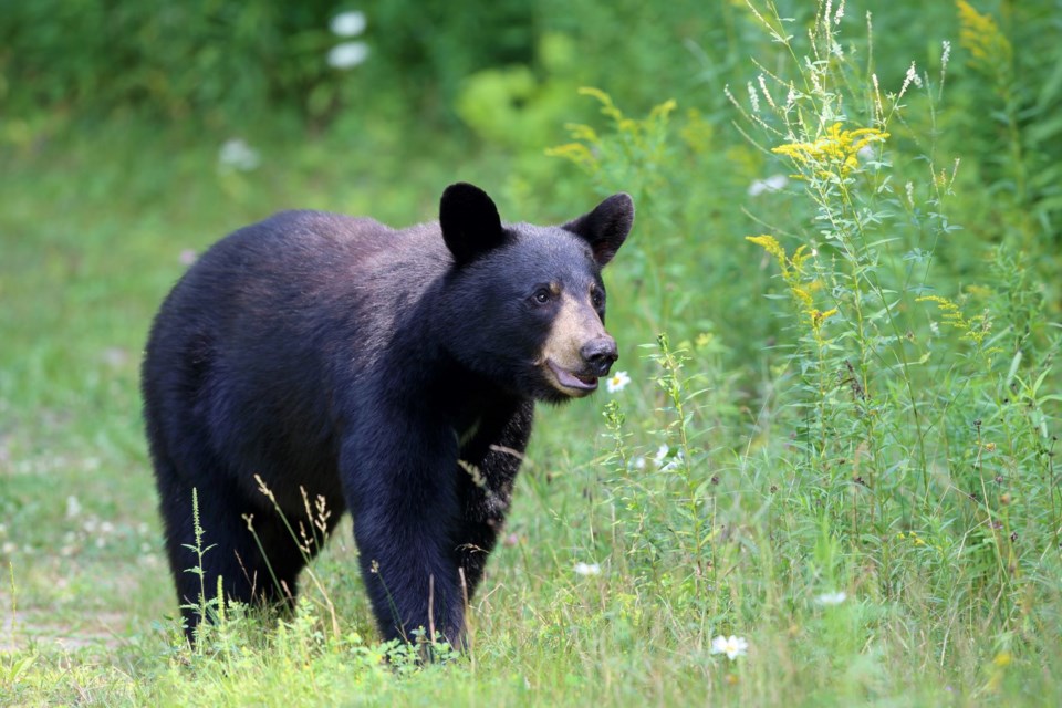 Several reports of a small black bear in the town of Unity came in June 2, and the Ministry of Environment provides an update on June 3.