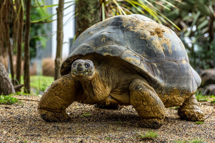 In a “beam me up Scottie” moment, a giant tortoise escaped his enclosure in England.