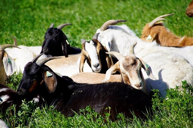 goats0523