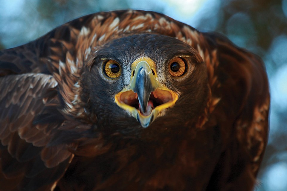 goldeneagle