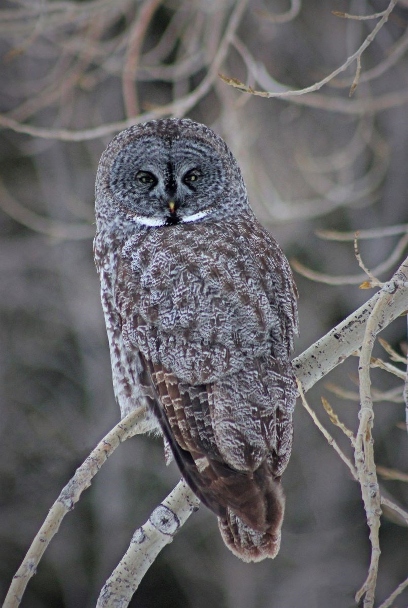 Great Grey Owl Hitchcock