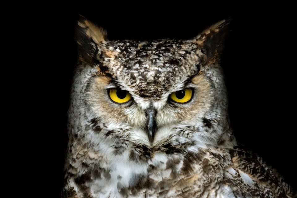 greathornedowl