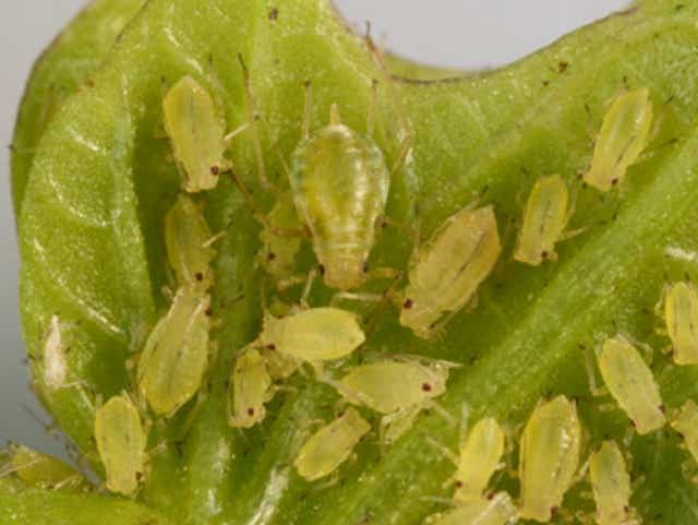 green aphids