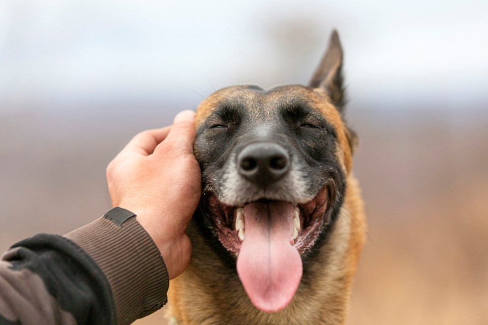 happy dog