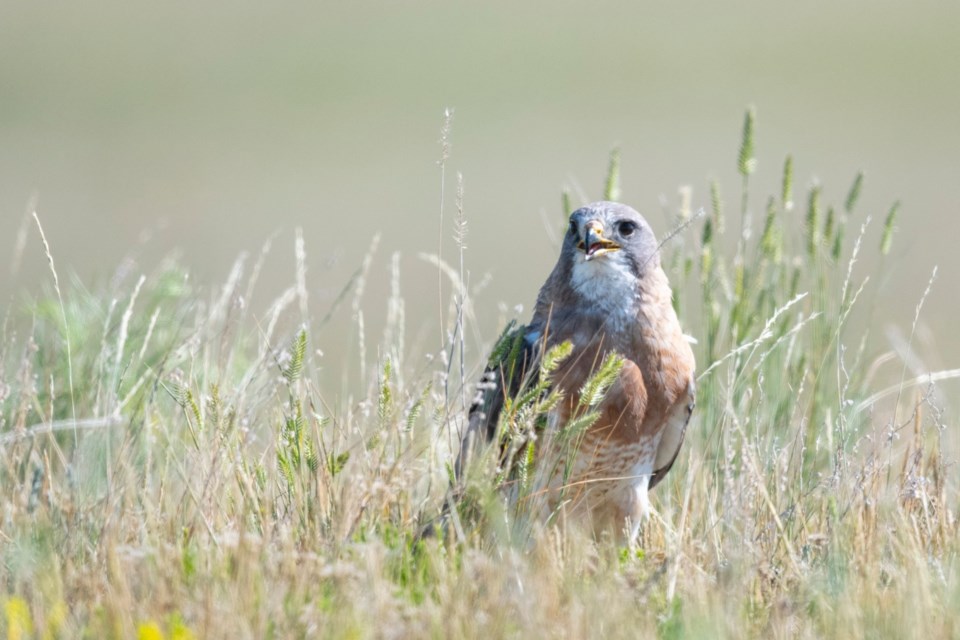 There are 100 species at risk in Saskatchewan and over 600 in Canada. Species at risk are plants and animals in danger of disappearing. NCC currently protects and stewards habitat for 240 species at risk. 