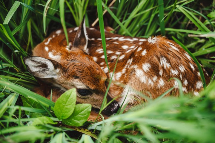 Resist the temptation to help baby wildlife