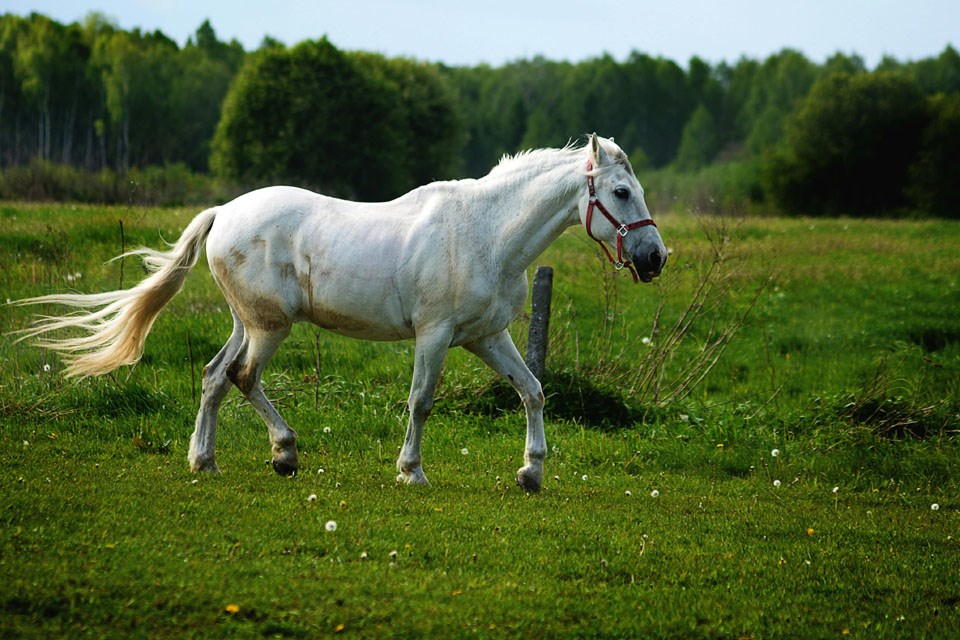 horse-0825