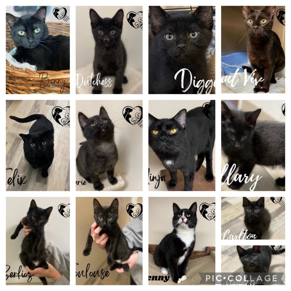 Humane society cats