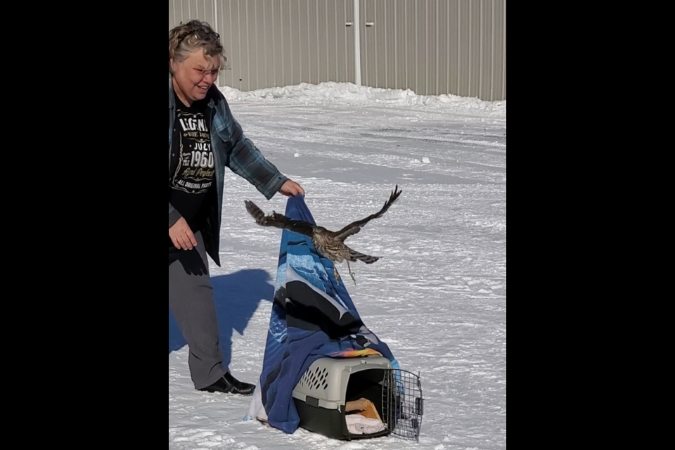 Mary Huebert of the Majestic Raptor Rehab birds of prey sanctuary in Canora released Frida the female sharp-shinned hawk in Canora on March 10 after she had completed rehabilitation for a broken wing suffered last fall.