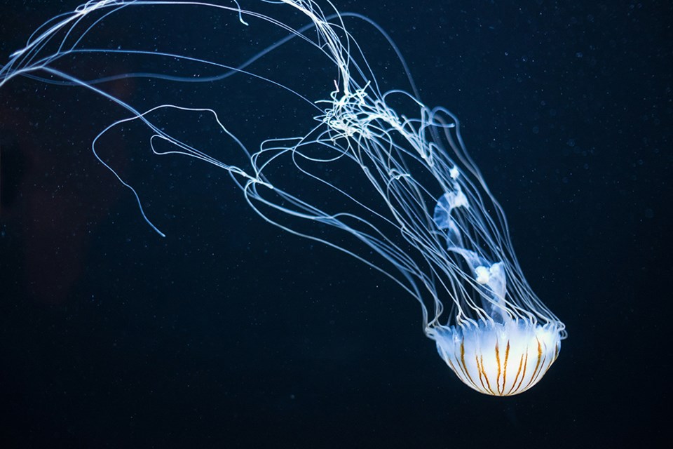 jellyfish-unsplash