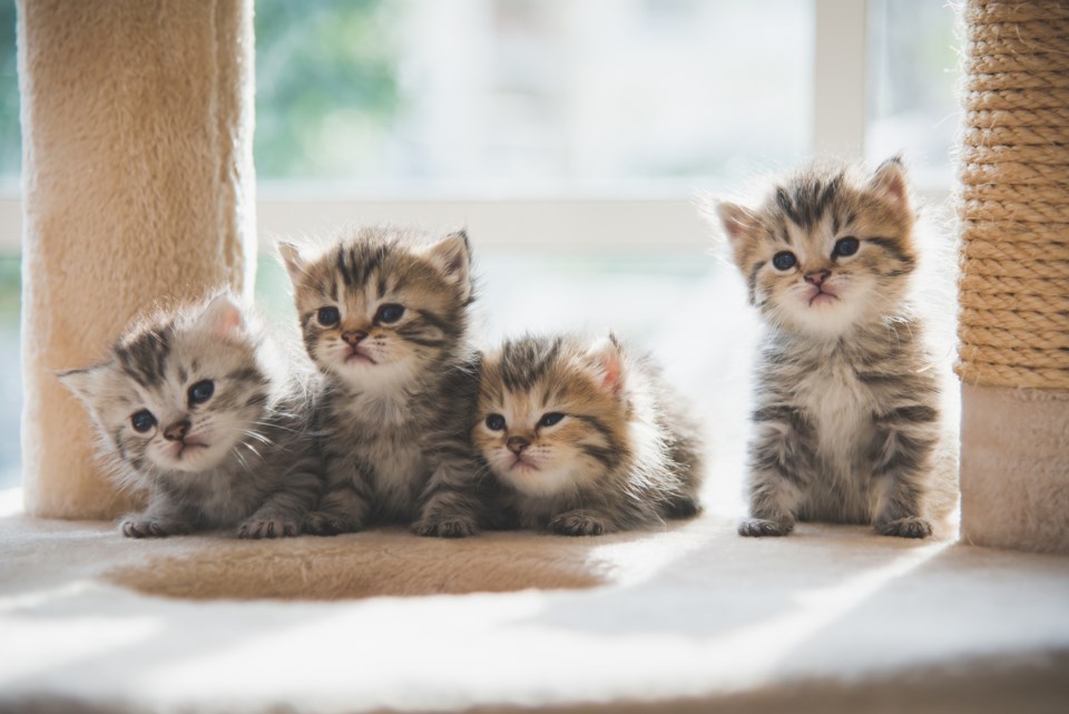 Kittens