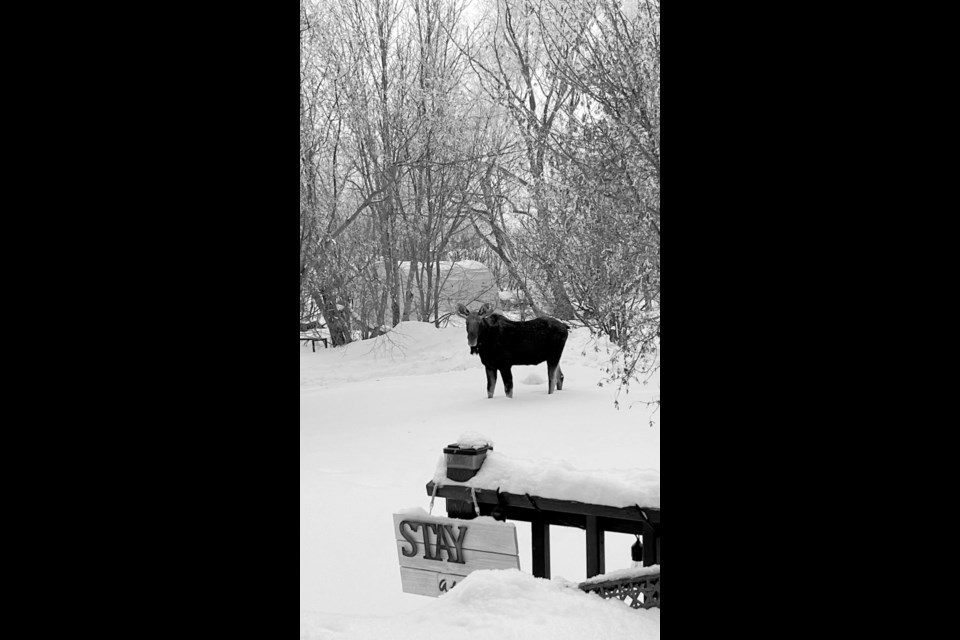 Luseland residents shared photos and stories on social media of encounters with moose that came into town limits.