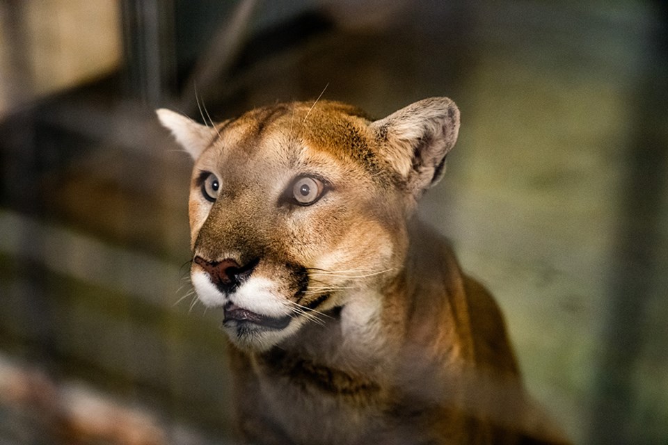 Malcom The Cougar saskatoon zoo