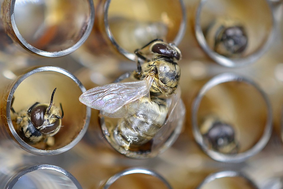 male-honeybee0423