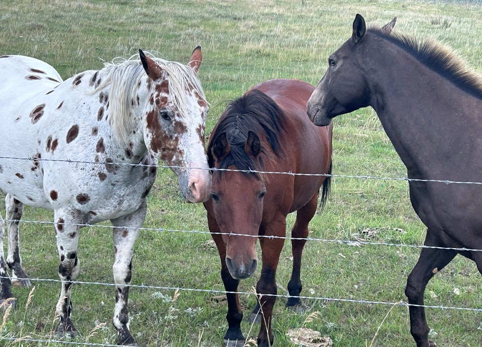 mayfair-friendly-horses