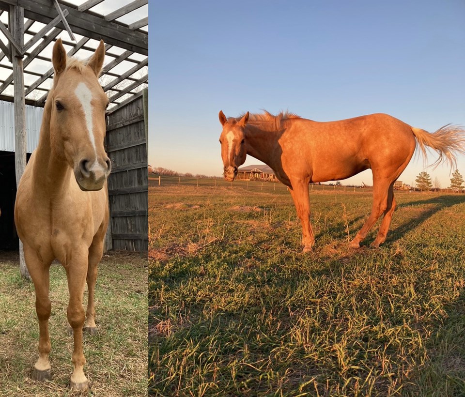 missingpalomino