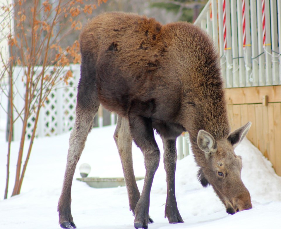 Moose estevan