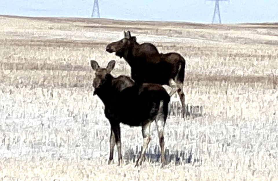 moose-near-stoughton