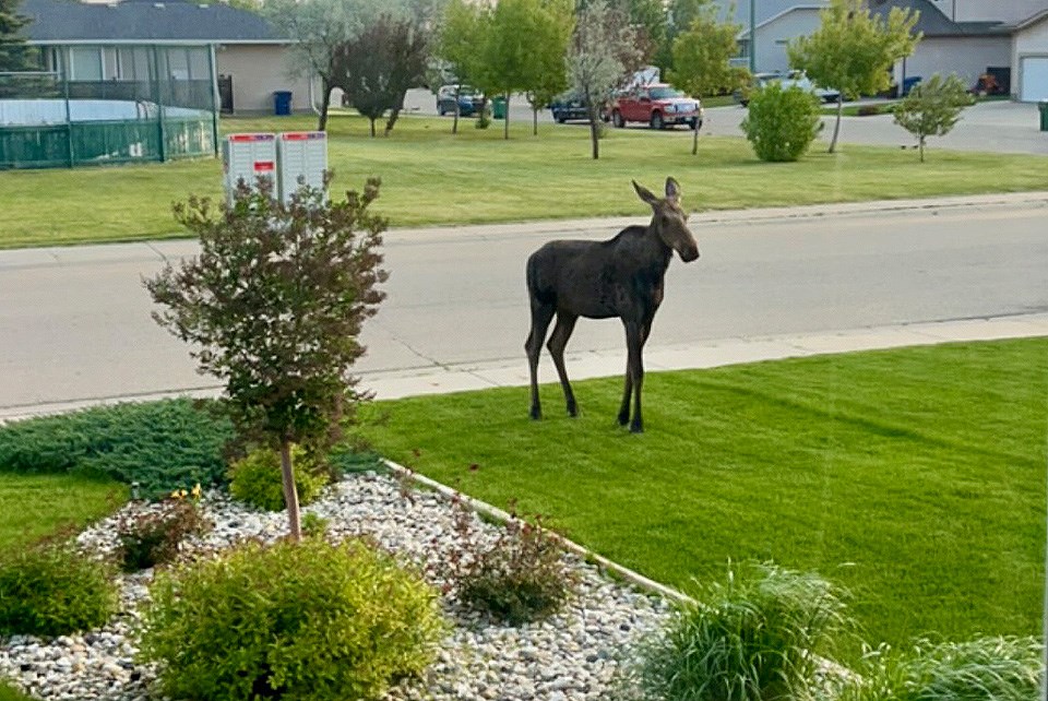 moosejawmoose