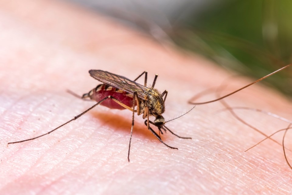 mosquito-getty-images