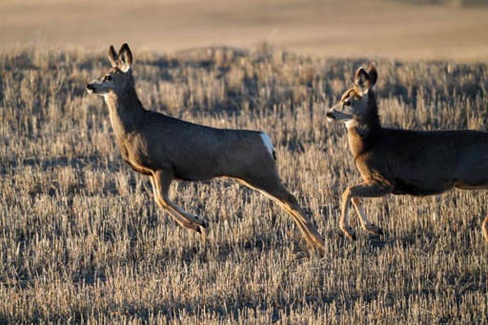 mule-deer-running-4882