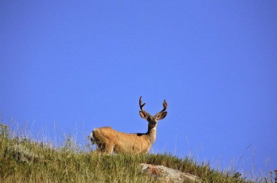 Mule Deer Saskatchewan Purchased