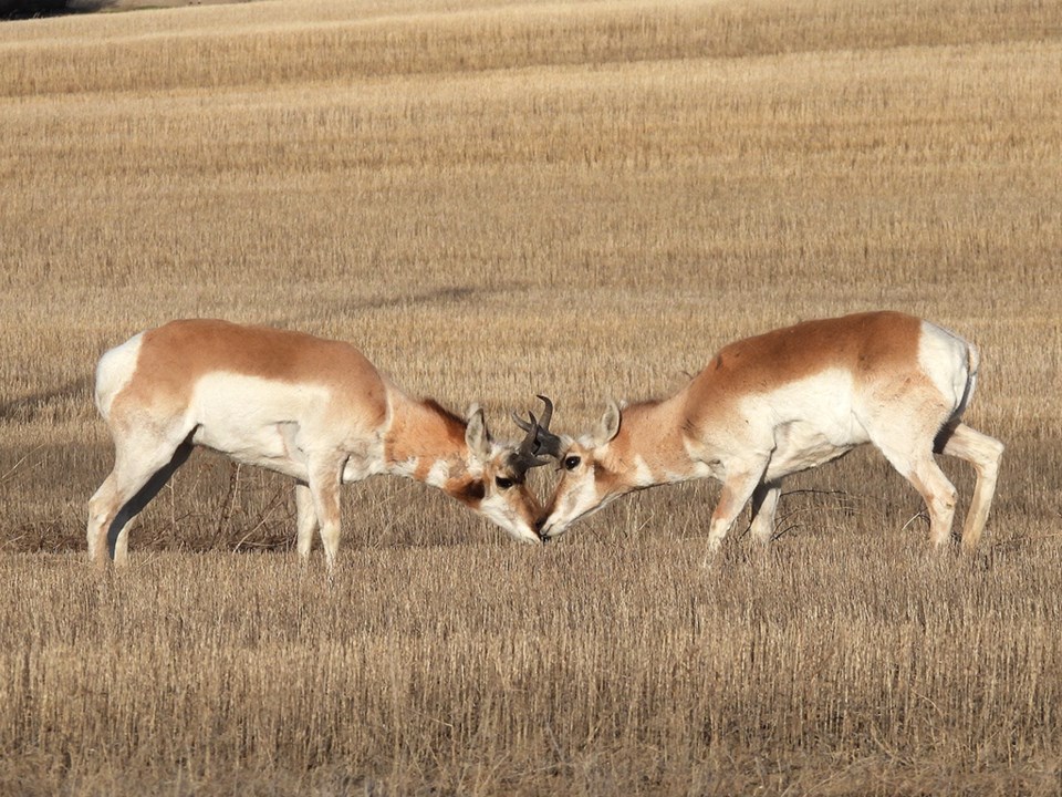 nature-is-awesome-antelope