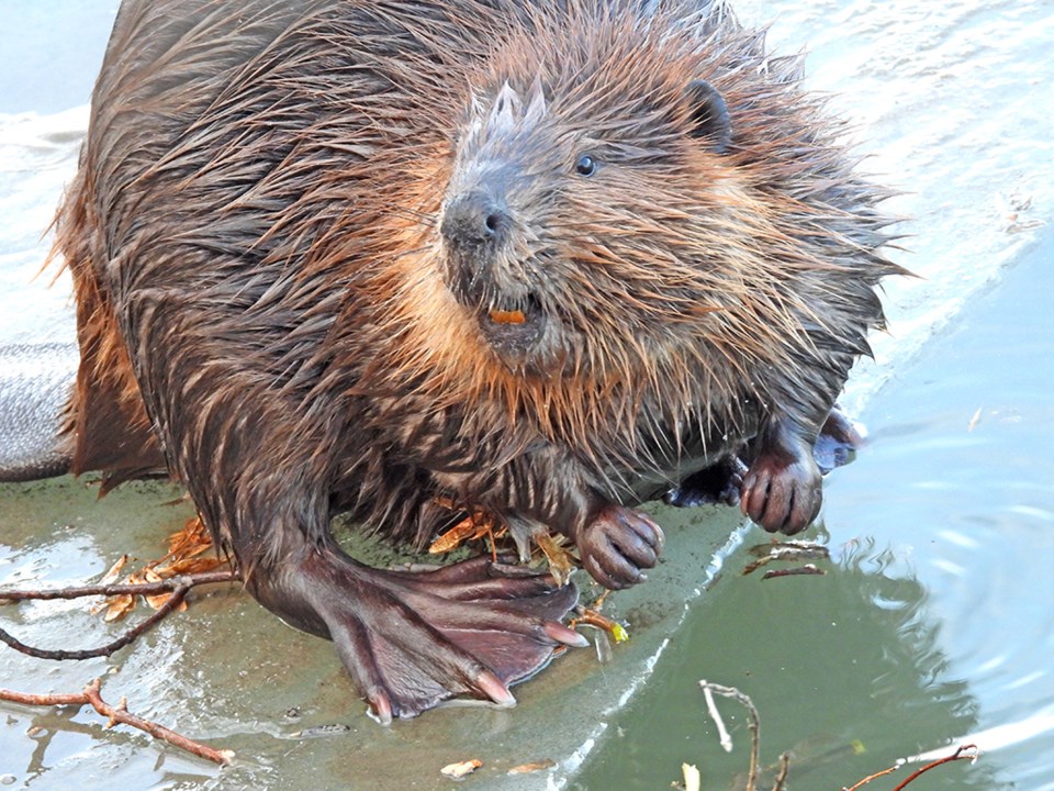 natureisawesomebeaver