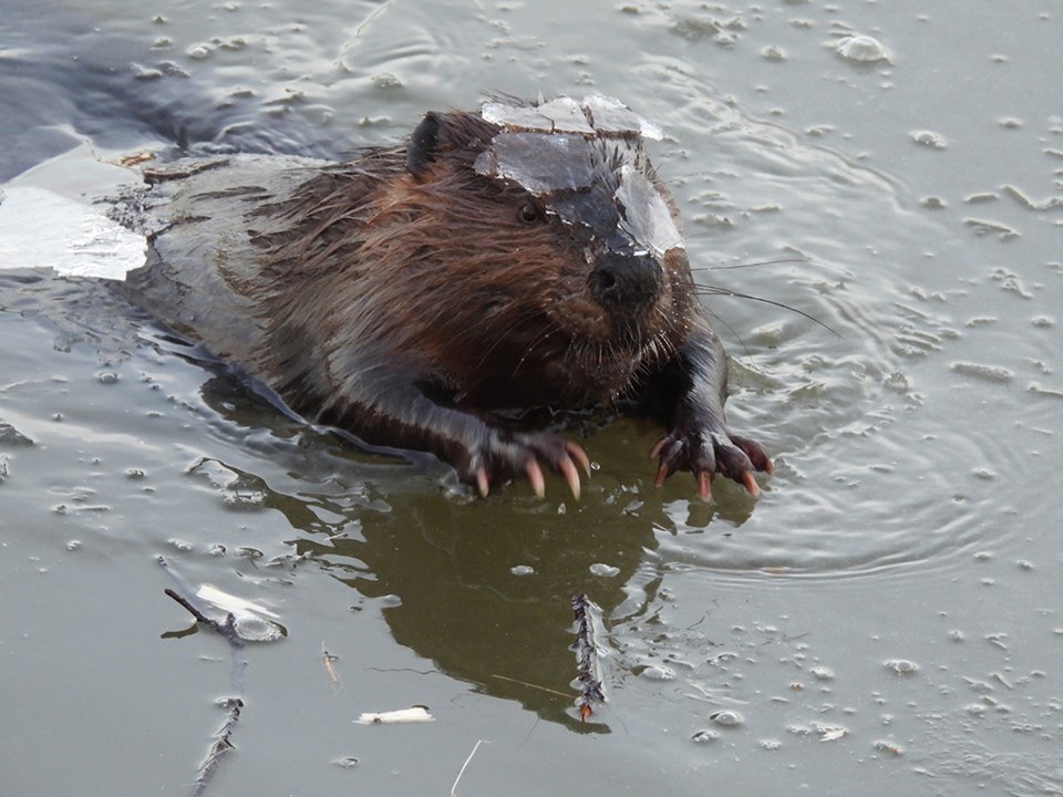 natureisawesomebeaverice