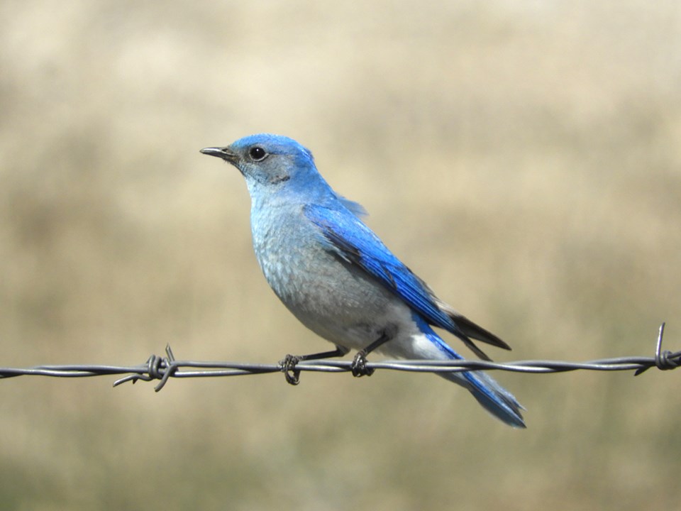 natureisawesomebluebird