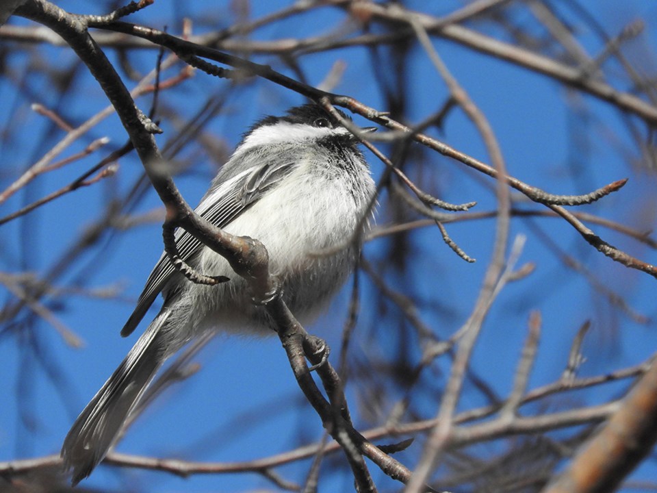 natureisawesomechickadee