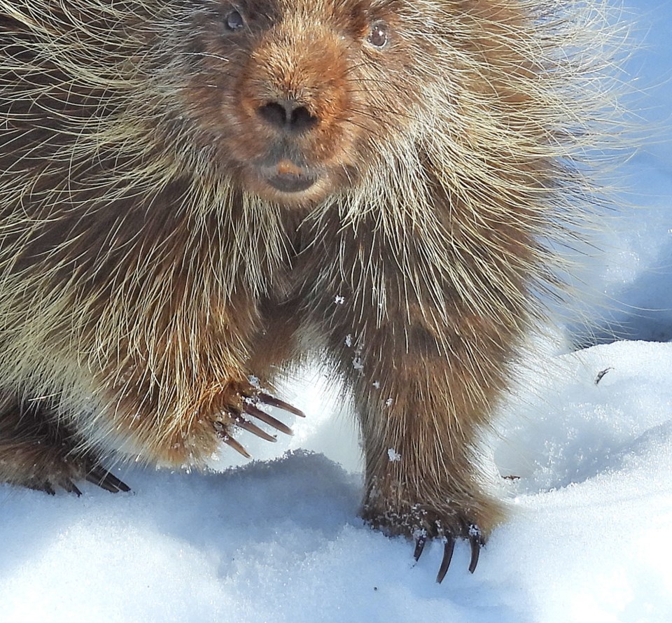 natureisawesomeporcujpineclaws