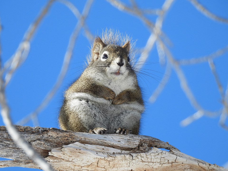 natureisawesomescaredsquirrel