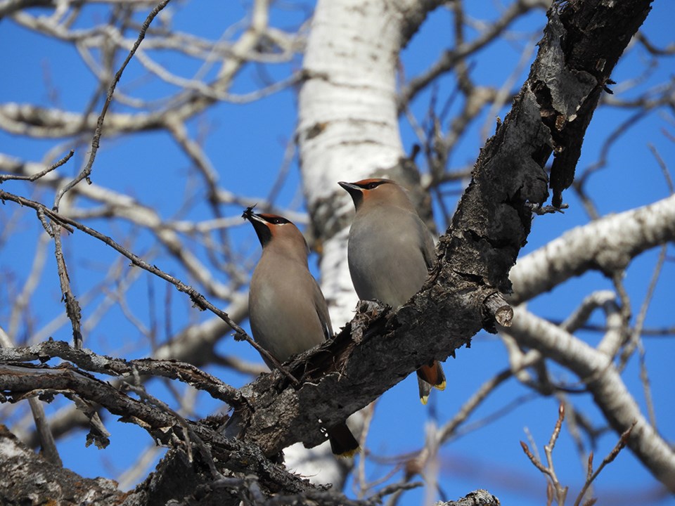 natureisawesomewaxwing