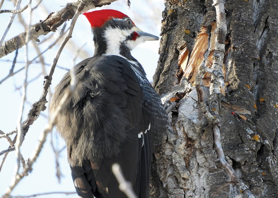 natureisawesomewoodpecker