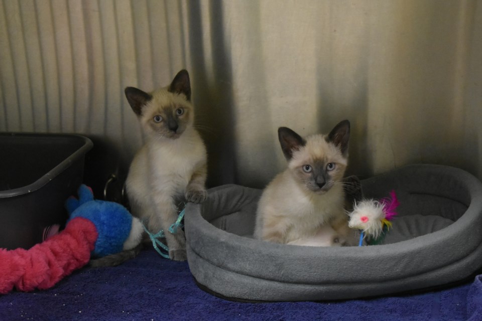 Two Siamese kittens had only just been surrendered two days before Sept. 29.