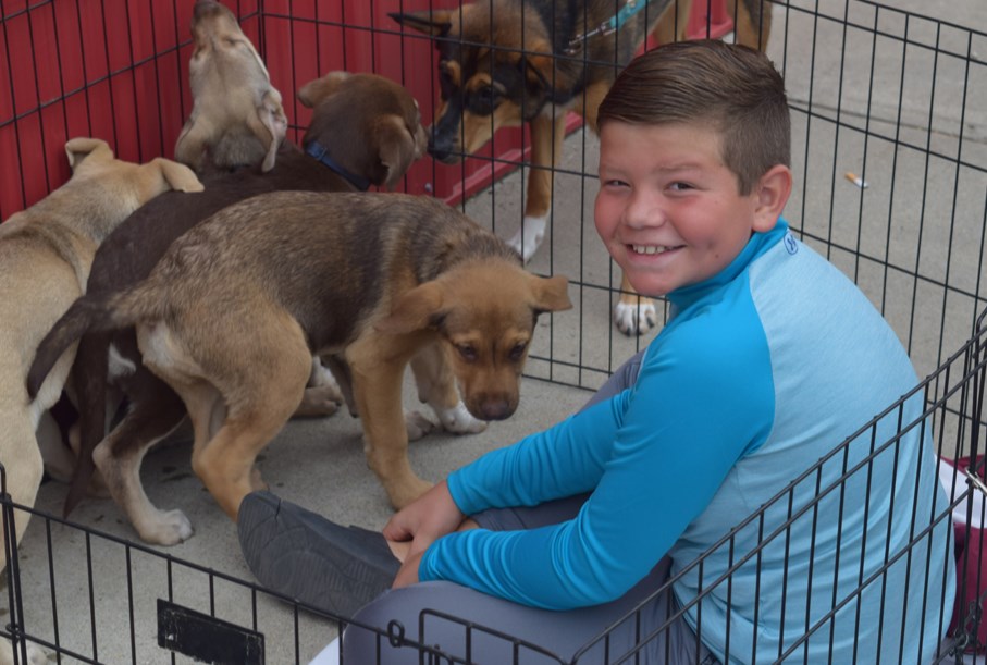 Reid Kitchen wasted no time getting acquainted with the young puppies at the Paws and Claws pet adoption event hosted by Better Than Before in Canora on September 17.

