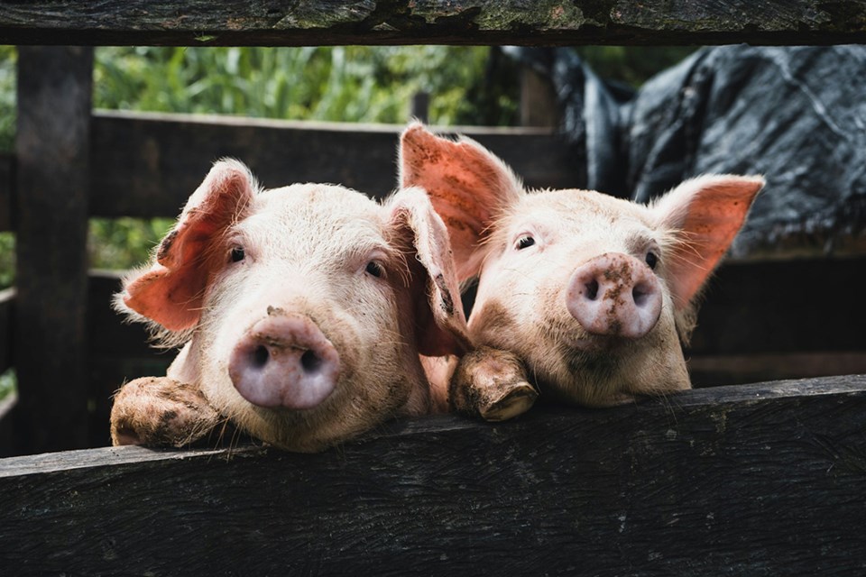 pigs-unsplash