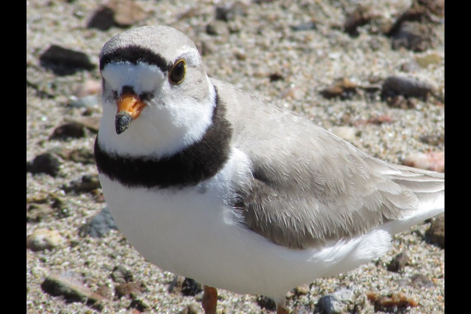 Adult piping plover.                            