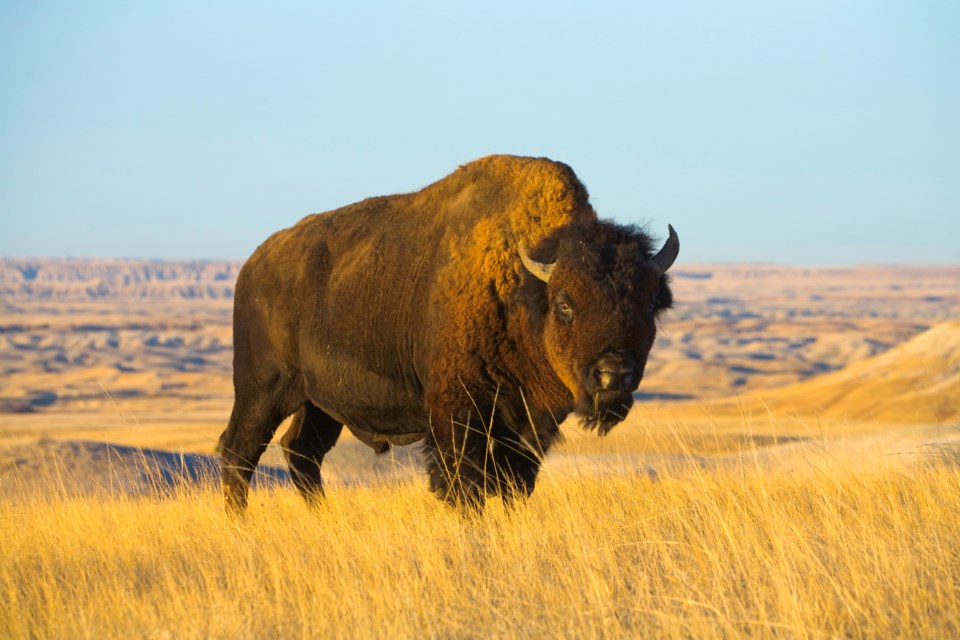 plains bison