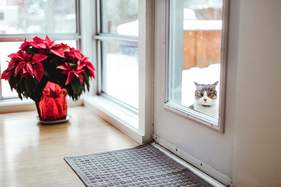 poinsettiacat