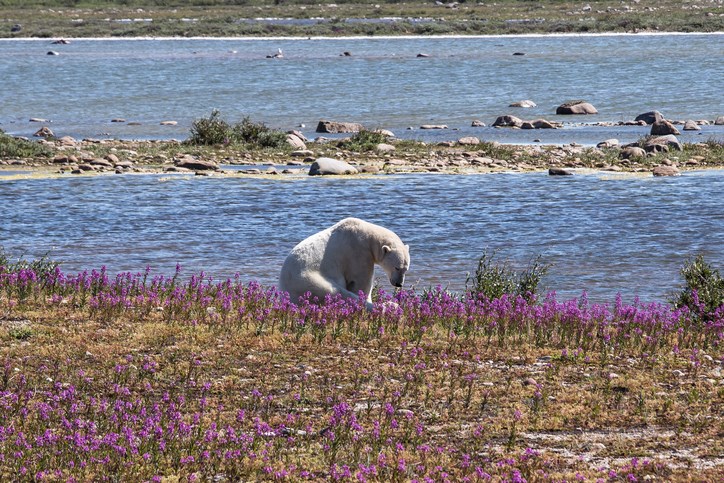 polar bear