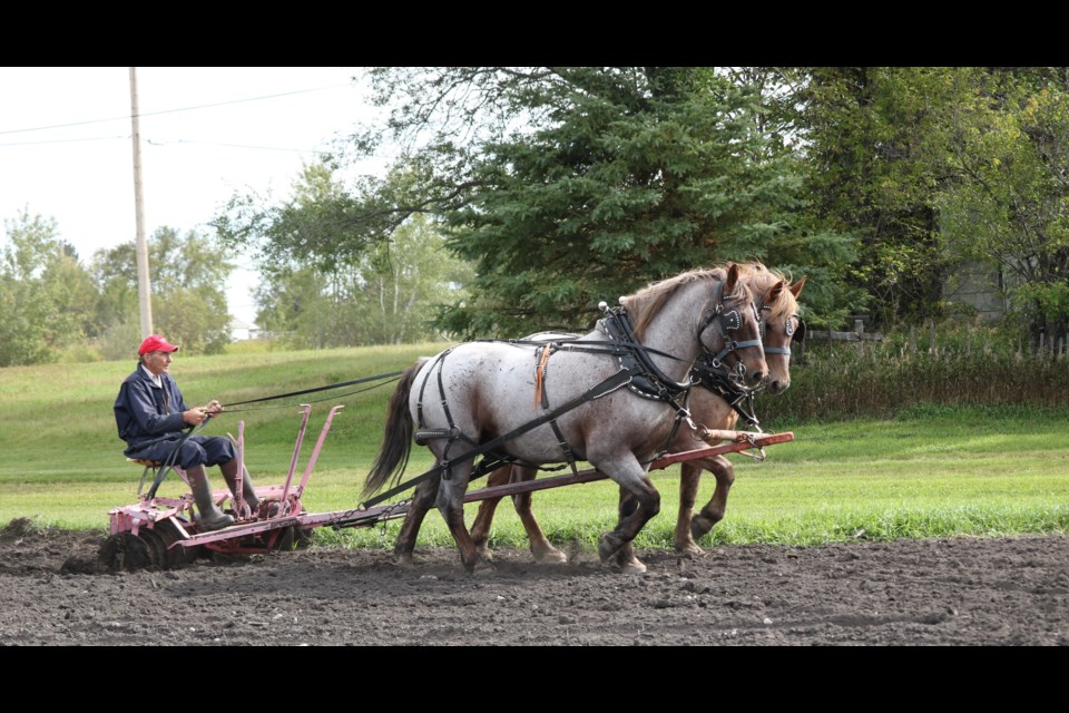 Rae Rosenkett of Preeceville with a  Brabrant team of Barney and Fred work a field at the PALS Draft Horse Field Day 2021 in Rama.
