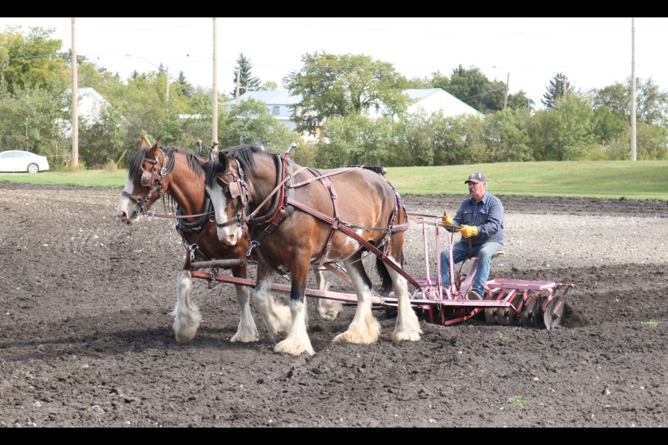 Cameron Last of Lintlaw with his Clydesdale team of Railey and Jade disc.