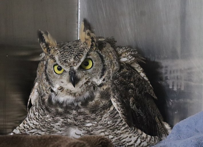 Mavis the great horned owl was probably hit by a vehicle and suffered head trauma. This photo was taken after she had only been a Majestic Raptor Rehab in Canora for a few days. At first she couldn’t even hold herself upright, but now she’s sitting up and “starting to get her fight back” according to Marilyn Schigol, Raptor Rehab volunteer.