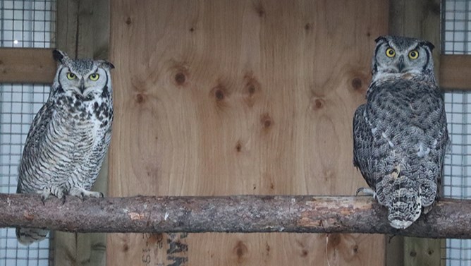 Clacker (left) and Brittany, two great horned owls, were photographed inside a flight cage at Majestic Raptor Rehab. 
