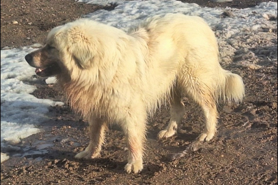 One of the dogs chasing and believed to be killing deer.