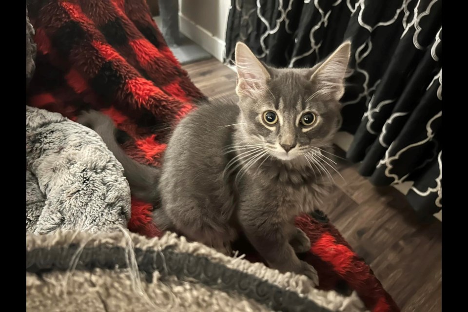 NHL (National Hockey League) is a kitten available for adoption from the Rebel Cat Rescue. He was born in the “Canadian Hockey Team Litter” where some of the other kittens were named, Leaf, Oilers, Flames, Canadian, Canucks, Senators, and Jets.  Photo Courtesy of the Rebel Cat Rescue.
